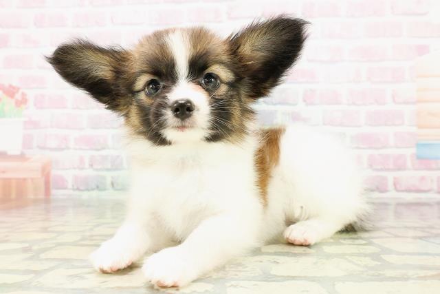 北海道のパピヨン (Coo&RIKU室蘭店/2026年3月1日生まれ/男の子/レッドセーブルホワイト)の子犬の2枚目の画像