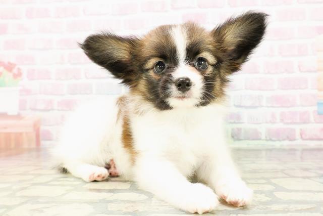 北海道のパピヨン (Coo&RIKU室蘭店/2026年3月1日生まれ/男の子/レッドセーブルホワイト)の子犬の3枚目の画像