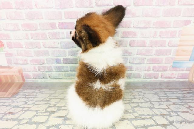 北海道のパピヨン (Coo&RIKU室蘭店/2026年3月1日生まれ/男の子/レッドセーブルホワイト)の子犬の4枚目の画像