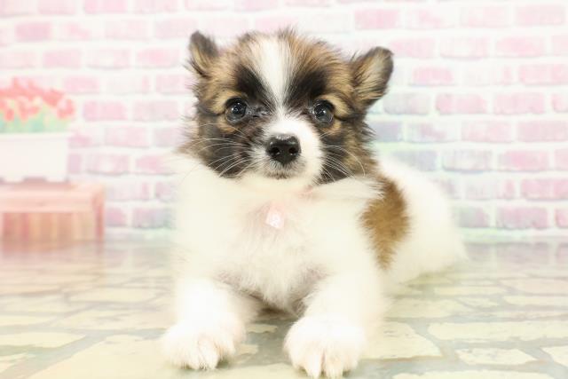 秋田県のパピヨン (Coo&RIKU秋田店/2026年3月1日生まれ/女の子/レッドセーブルホワイト)の子犬の1枚目の画像