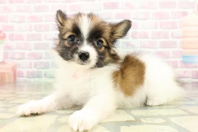 秋田県のパピヨン (Coo&RIKU秋田店/2026年3月1日生まれ/女の子/レッドセーブルホワイト)の子犬の2枚目の画像