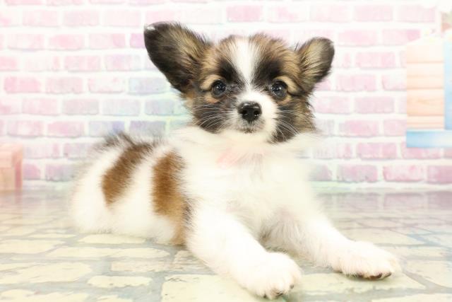 秋田県のパピヨン (Coo&RIKU秋田店/2026年3月1日生まれ/女の子/レッドセーブルホワイト)の子犬の3枚目の画像