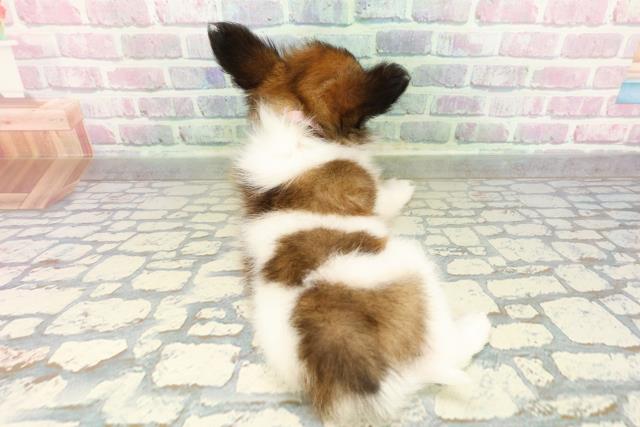 秋田県のパピヨン (Coo&RIKU秋田店/2026年3月1日生まれ/女の子/レッドセーブルホワイト)の子犬の4枚目の画像