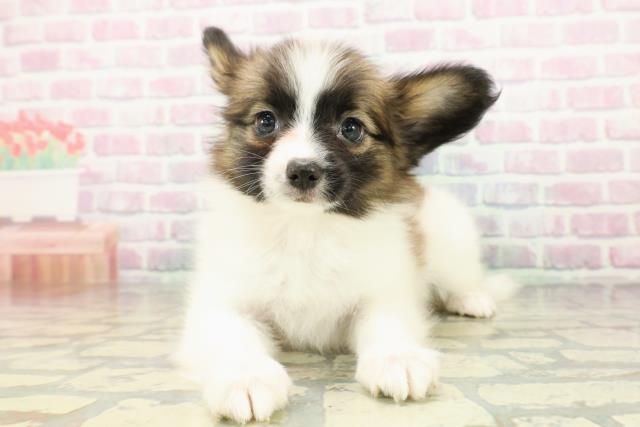 栃木県のパピヨン (Coo&RIKU宇都宮店/2026年3月1日生まれ/女の子/レッドセーブルホワイト)の子犬の1枚目の画像