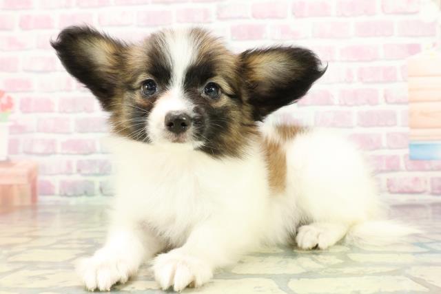 栃木県のパピヨン (Coo&RIKU宇都宮店/2026年3月1日生まれ/女の子/レッドセーブルホワイト)の子犬の2枚目の画像