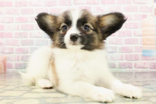 栃木県のパピヨン (Coo&RIKU宇都宮店/2026年3月1日生まれ/女の子/レッドセーブルホワイト)の子犬の3枚目の画像