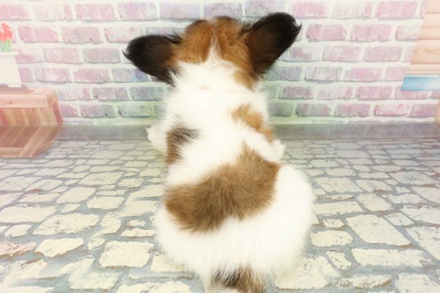 栃木県のパピヨン (Coo&RIKU宇都宮店/2026年3月1日生まれ/女の子/レッドセーブルホワイト)の子犬の4枚目の画像