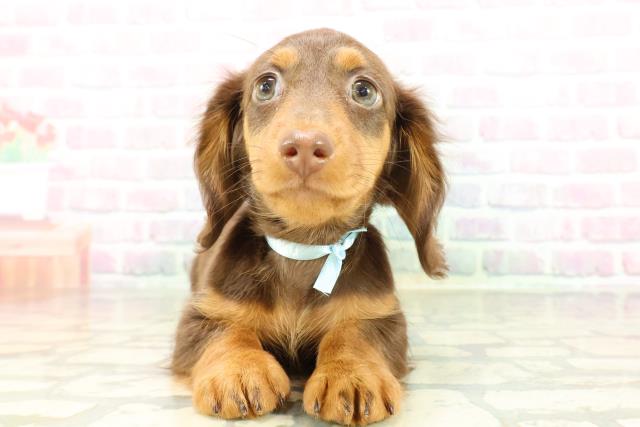 沖縄県のミニチュアダックスフンド(ロング) (Coo&RIKUイオン北谷店/2026年2月19日生まれ/男の子/チョコレートタン)の子犬の1枚目の画像