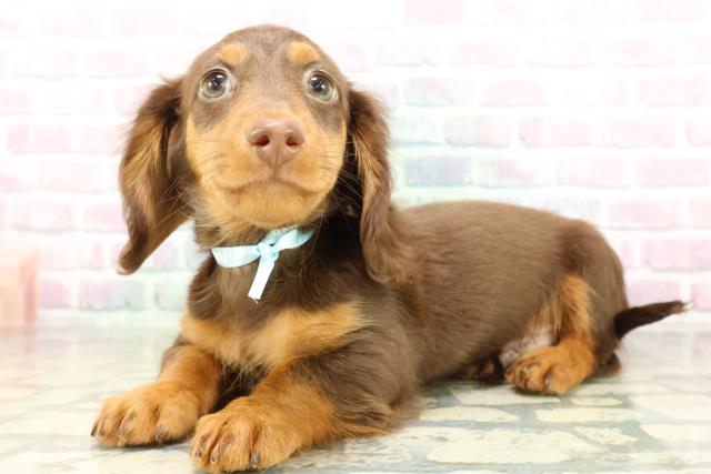 沖縄県のミニチュアダックスフンド(ロング) (Coo&RIKUイオン北谷店/2026年2月19日生まれ/男の子/チョコレートタン)の子犬の2枚目の画像