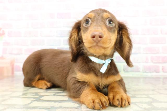 沖縄県のミニチュアダックスフンド(ロング) (Coo&RIKUイオン北谷店/2026年2月19日生まれ/男の子/チョコレートタン)の子犬の3枚目の画像