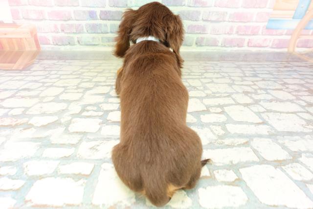 沖縄県のミニチュアダックスフンド(ロング) (Coo&RIKUイオン北谷店/2026年2月19日生まれ/男の子/チョコレートタン)の子犬の4枚目の画像