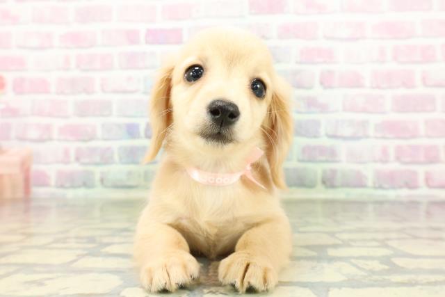 カニンヘンダックスフンド