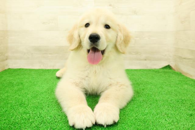 千葉県のゴールデンレトリバー (Coo&RIKUアクロスモール新鎌ケ谷店/2026年2月24日生まれ/男の子/ゴールデン)の子犬の1枚目の画像