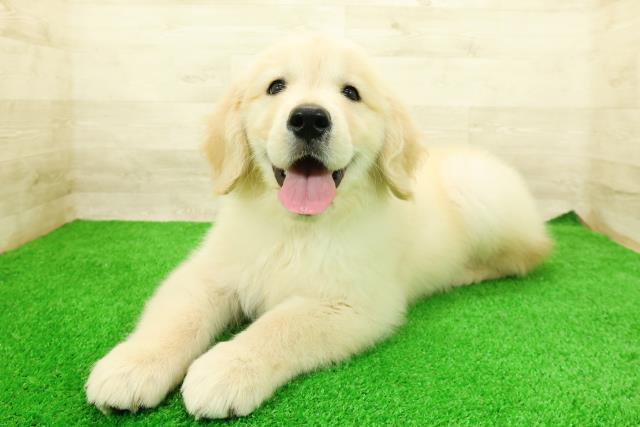 千葉県のゴールデンレトリバー (Coo&RIKUアクロスモール新鎌ケ谷店/2026年2月24日生まれ/男の子/ゴールデン)の子犬の2枚目の画像