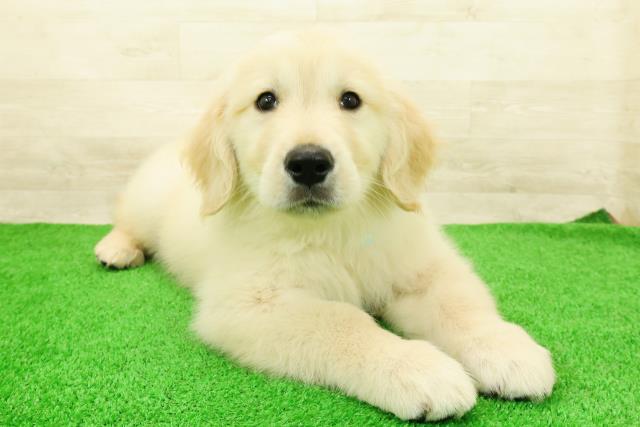 千葉県のゴールデンレトリバー (Coo&RIKUアクロスモール新鎌ケ谷店/2026年2月24日生まれ/男の子/ゴールデン)の子犬の3枚目の画像