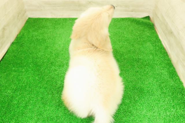 千葉県のゴールデンレトリバー (Coo&RIKUアクロスモール新鎌ケ谷店/2026年2月24日生まれ/男の子/ゴールデン)の子犬の4枚目の画像