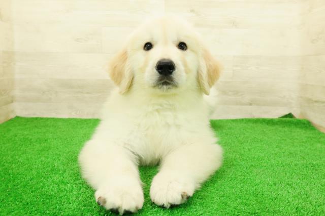 栃木県のゴールデンレトリバー (Coo&RIKUFKDインターパーク店/2026年2月24日生まれ/男の子/ゴールデン)の子犬の1枚目の画像