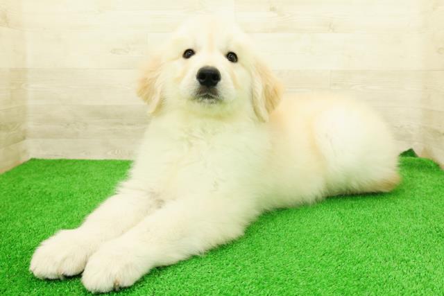 栃木県のゴールデンレトリバー (Coo&RIKUFKDインターパーク店/2026年2月24日生まれ/男の子/ゴールデン)の子犬の2枚目の画像