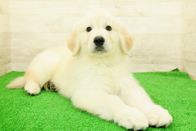 栃木県のゴールデンレトリバー (Coo&RIKUFKDインターパーク店/2026年2月24日生まれ/男の子/ゴールデン)の子犬の3枚目の画像