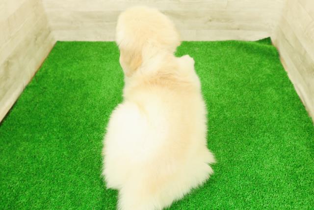 栃木県のゴールデンレトリバー (Coo&RIKUFKDインターパーク店/2026年2月24日生まれ/男の子/ゴールデン)の子犬の4枚目の画像