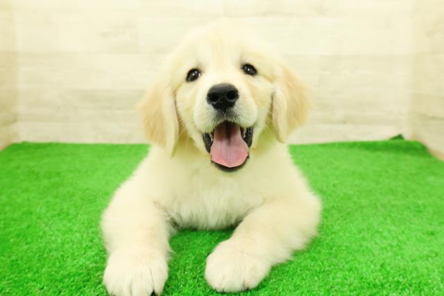 栃木県のゴールデンレトリバー (Coo&RIKU宇都宮店/2026年2月24日生まれ/女の子/ゴールデン)の子犬の1枚目の画像