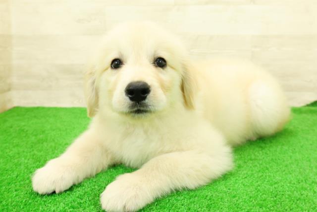 栃木県のゴールデンレトリバー (Coo&RIKU宇都宮店/2026年2月24日生まれ/女の子/ゴールデン)の子犬の2枚目の画像