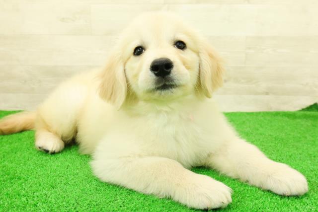 栃木県のゴールデンレトリバー (Coo&RIKU宇都宮店/2026年2月24日生まれ/女の子/ゴールデン)の子犬の3枚目の画像