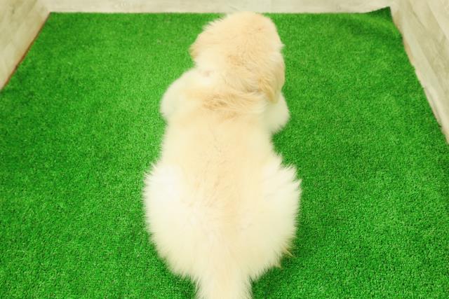 栃木県のゴールデンレトリバー (Coo&RIKU宇都宮店/2026年2月24日生まれ/女の子/ゴールデン)の子犬の4枚目の画像