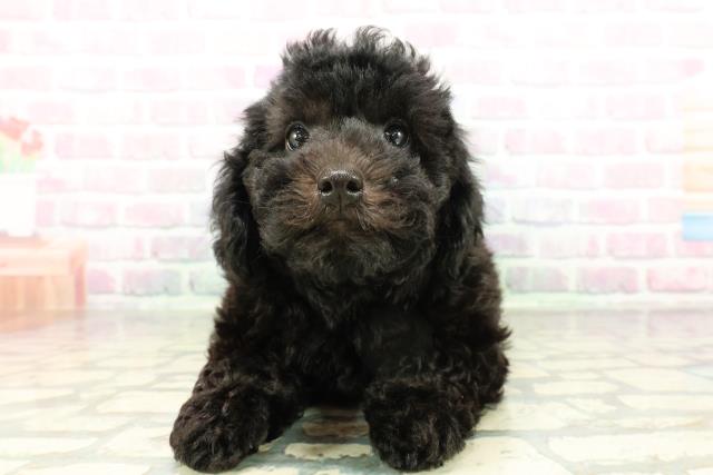 栃木県のトイプードル(トイ) (Coo&RIKUFKDインターパーク店/2026年2月26日生まれ/男の子/ブラック)の子犬の1枚目の画像