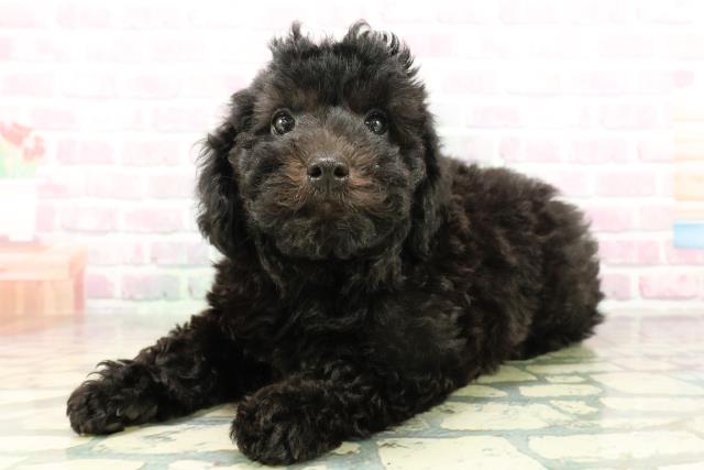 栃木県のトイプードル(トイ) (Coo&RIKUFKDインターパーク店/2026年2月26日生まれ/男の子/ブラック)の子犬の2枚目の画像