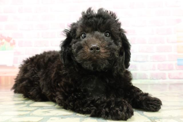 栃木県のトイプードル(トイ) (Coo&RIKUFKDインターパーク店/2026年2月26日生まれ/男の子/ブラック)の子犬の3枚目の画像