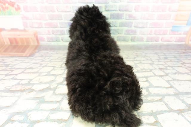 栃木県のトイプードル(トイ) (Coo&RIKUFKDインターパーク店/2026年2月26日生まれ/男の子/ブラック)の子犬の4枚目の画像