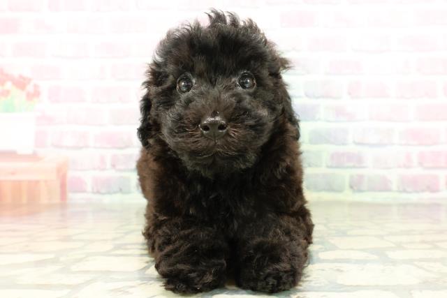 トイ・プードル