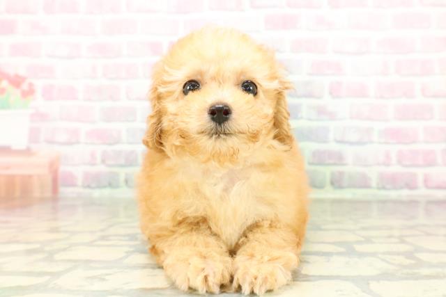 栃木県のトイプードル(トイ) (Coo&RIKU足利店/2026年2月26日生まれ/女の子/アプリコット)の子犬の1枚目の画像