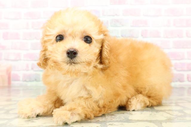 栃木県のトイプードル(トイ) (Coo&RIKU足利店/2026年2月26日生まれ/女の子/アプリコット)の子犬の2枚目の画像