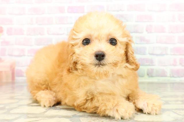 栃木県のトイプードル(トイ) (Coo&RIKU足利店/2026年2月26日生まれ/女の子/アプリコット)の子犬の3枚目の画像