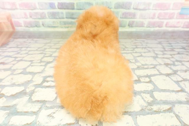 栃木県のトイプードル(トイ) (Coo&RIKU足利店/2026年2月26日生まれ/女の子/アプリコット)の子犬の4枚目の画像