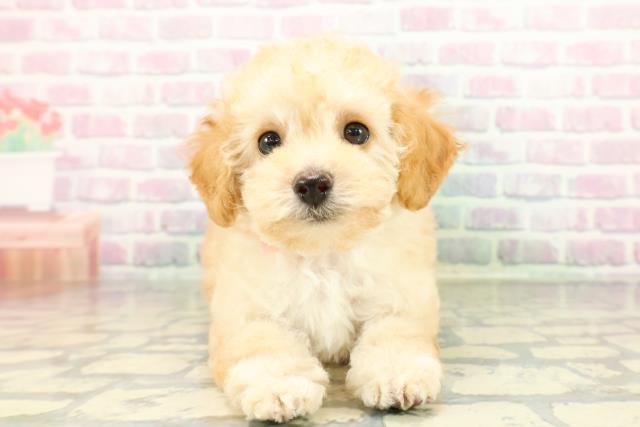 トイ・プードル