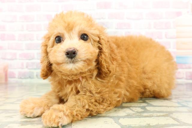 栃木県のトイプードル(トイ) (Coo&RIKUFKDインターパーク店/2026年2月26日生まれ/女の子/レッド)の子犬の2枚目の画像