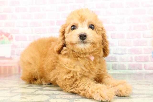 栃木県のトイプードル(トイ) (Coo&RIKUFKDインターパーク店/2026年2月26日生まれ/女の子/レッド)の子犬の3枚目の画像