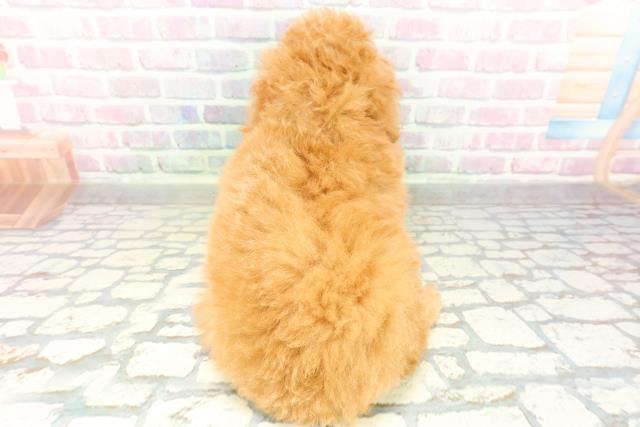 栃木県のトイプードル(トイ) (Coo&RIKUFKDインターパーク店/2026年2月26日生まれ/女の子/レッド)の子犬の4枚目の画像