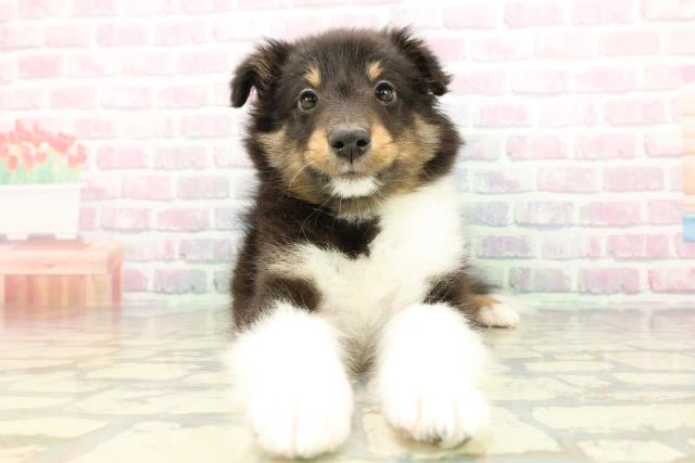 埼玉県のシェットランドシープドッグ (Coo&RIKU桶川店/2026年3月1日生まれ/男の子/ブラックホワイトタン)の子犬の1枚目の画像