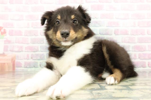 埼玉県のシェットランドシープドッグ (Coo&RIKU桶川店/2026年3月1日生まれ/男の子/ブラックホワイトタン)の子犬の2枚目の画像