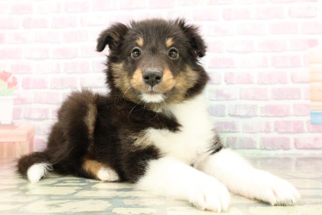 埼玉県のシェットランドシープドッグ (Coo&RIKU桶川店/2026年3月1日生まれ/男の子/ブラックホワイトタン)の子犬の3枚目の画像