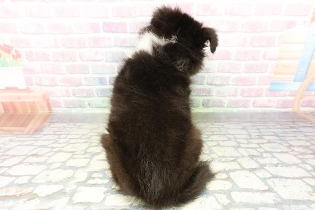 埼玉県のシェットランドシープドッグ (Coo&RIKU桶川店/2026年3月1日生まれ/男の子/ブラックホワイトタン)の子犬の4枚目の画像