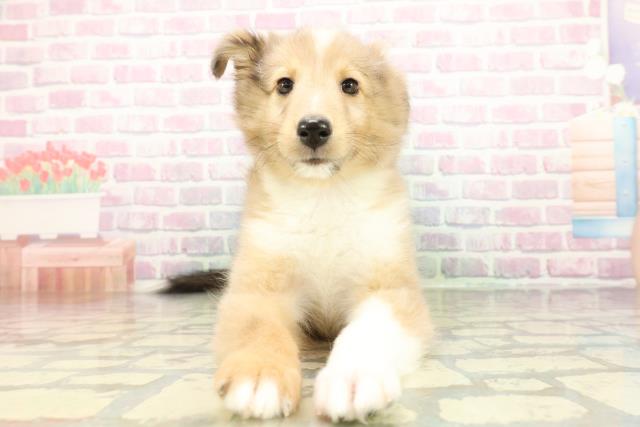 石川県のシェットランドシープドッグ (Coo&RIKUイオン野々市南店/2026年3月1日生まれ/男の子/セーブルホワイト)の子犬の1枚目の画像