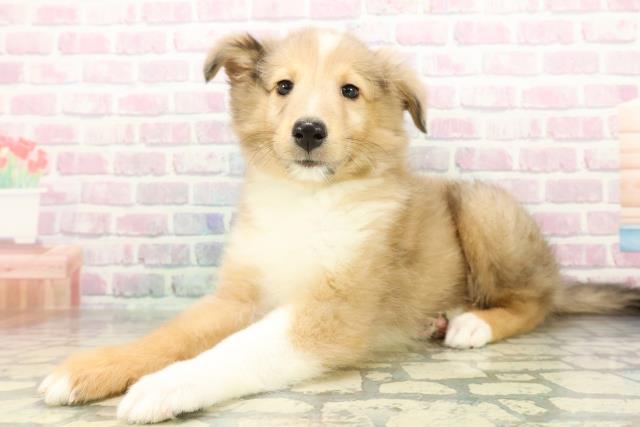 石川県のシェットランドシープドッグ (Coo&RIKUイオン野々市南店/2026年3月1日生まれ/男の子/セーブルホワイト)の子犬の2枚目の画像