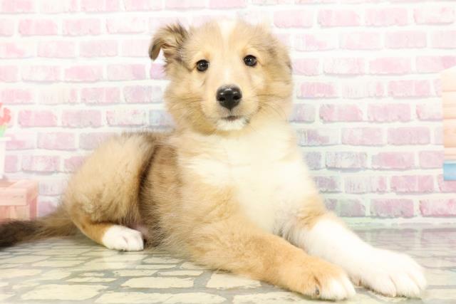 石川県のシェットランドシープドッグ (Coo&RIKUイオン野々市南店/2026年3月1日生まれ/男の子/セーブルホワイト)の子犬の3枚目の画像