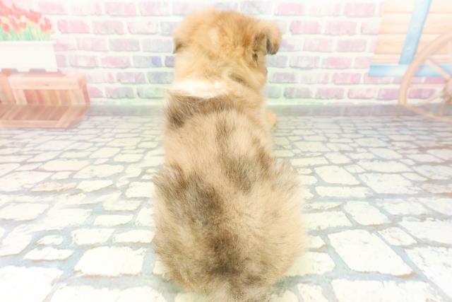 石川県のシェットランドシープドッグ (Coo&RIKUイオン野々市南店/2026年3月1日生まれ/男の子/セーブルホワイト)の子犬の4枚目の画像