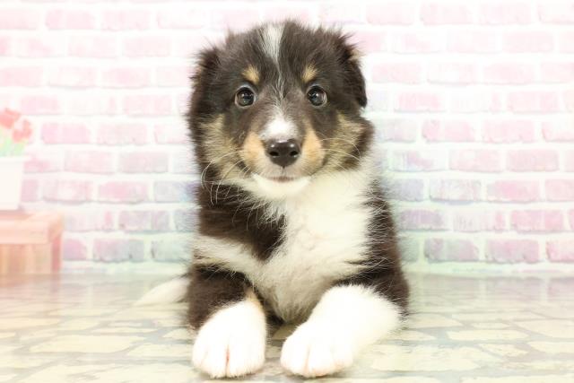 沖縄県のシェットランドシープドッグ (Coo&RIKUイオン北谷店/2026年3月1日生まれ/女の子/ブラックホワイトタン)の子犬の1枚目の画像